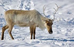 caribou in snow